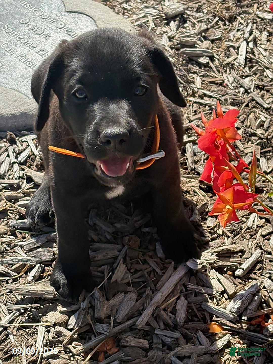 Black Lab Rottweiler Mix Puppy Rottweiler Lab Mix Female