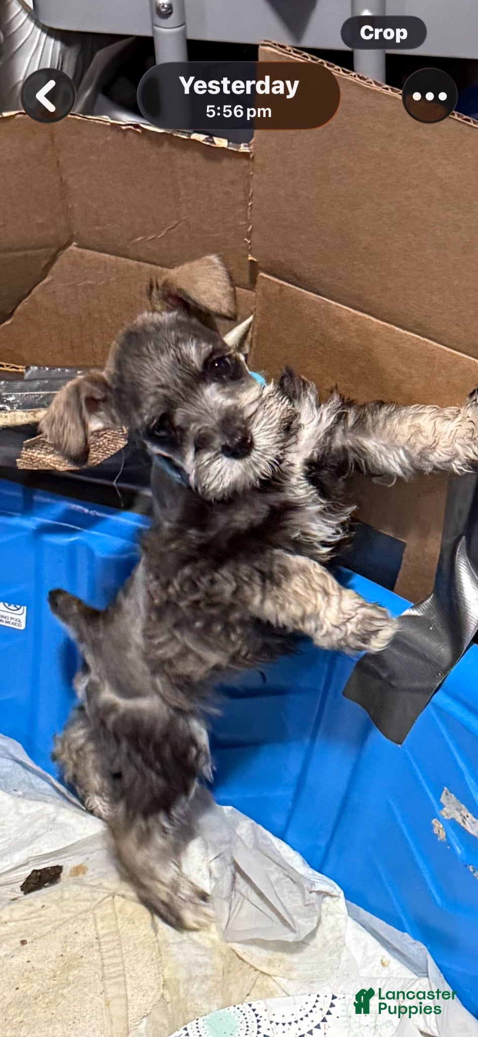 Miniature Schnauzer dogs Blue - Ad 41