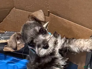 Miniature Schnauzer dogs Blue - Ad 42