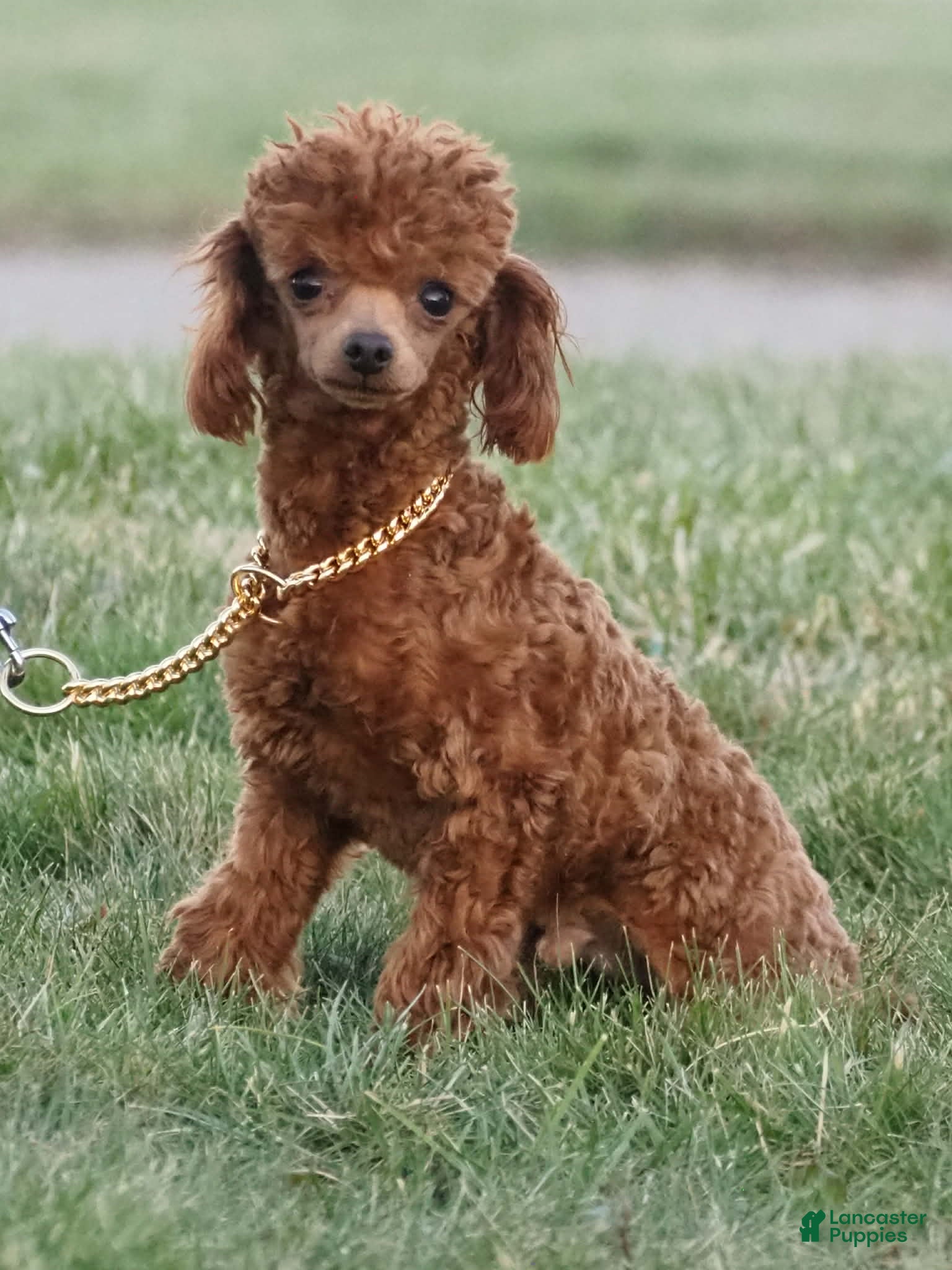 Toy Poodle dogs Snickers  - Ad 2