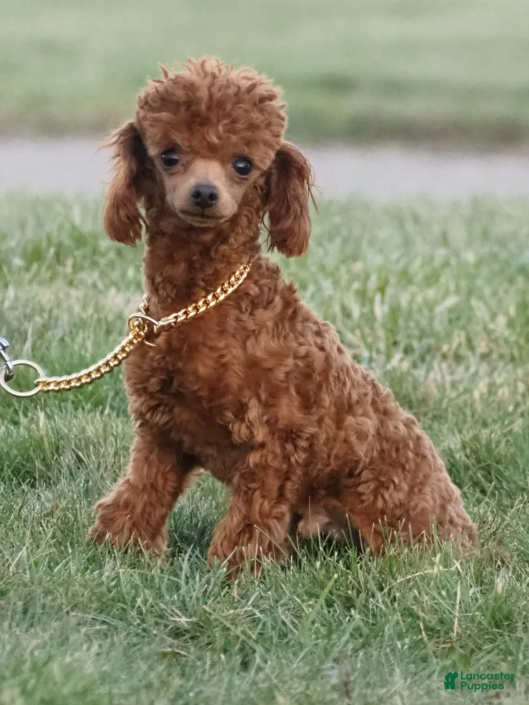 Toy Poodle dogs for stud: Snickers  - Ad 2