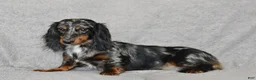 Miniature Dachshund dogs for sale: Perry - Ad 6