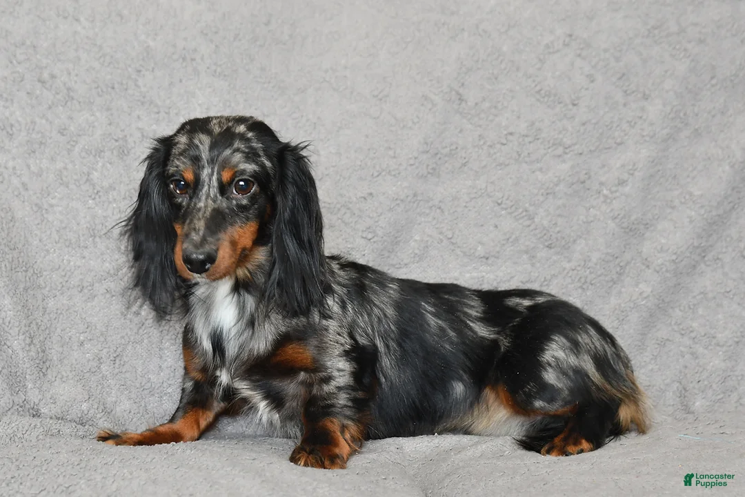 Miniature Dachshund dogs for sale: Perry - Ad 6
