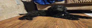 Labradoodle 1 male