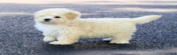 Maltipoo dogs for sale: Bella - Ad 8