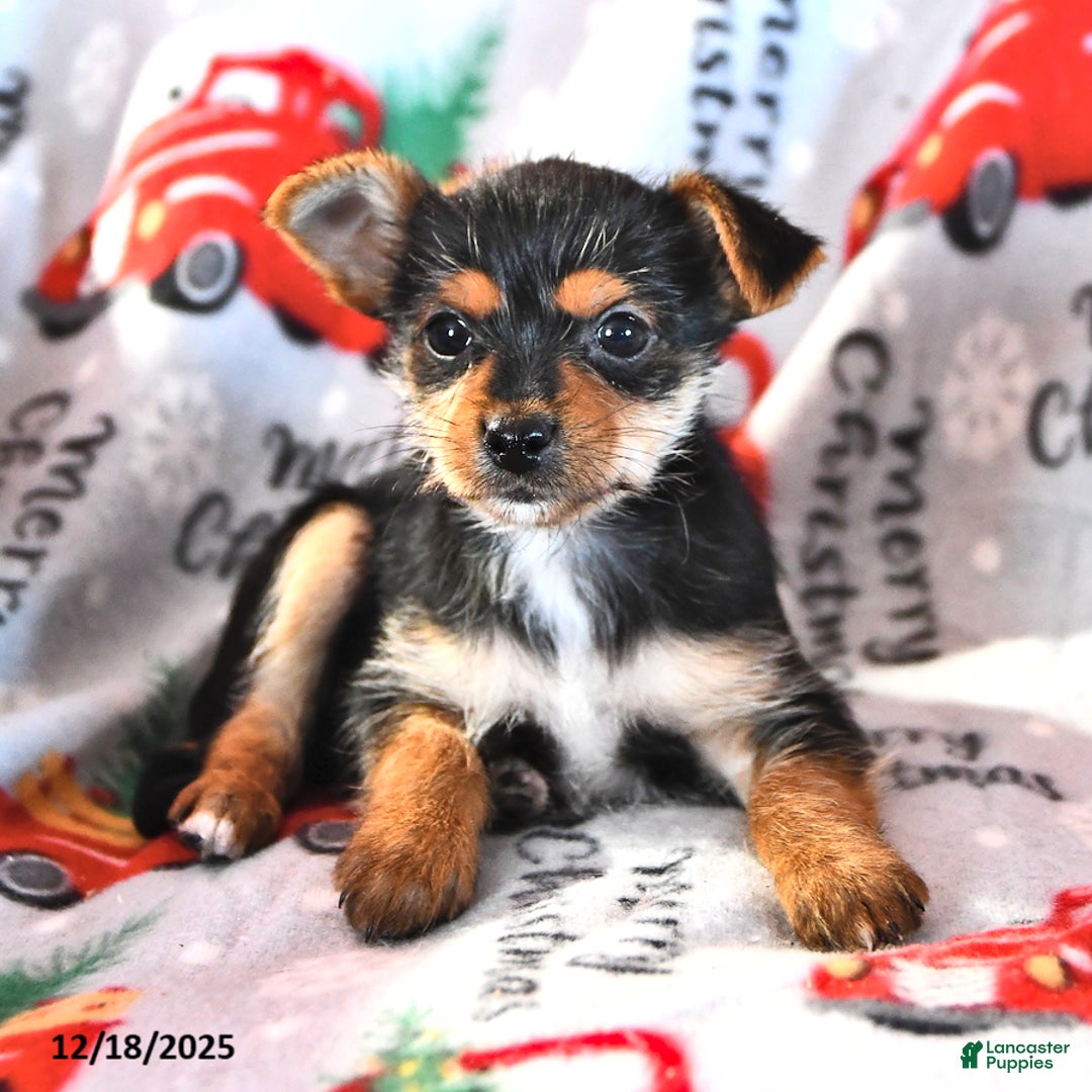 Morkie dogs for sale: Matthew - Ad 3