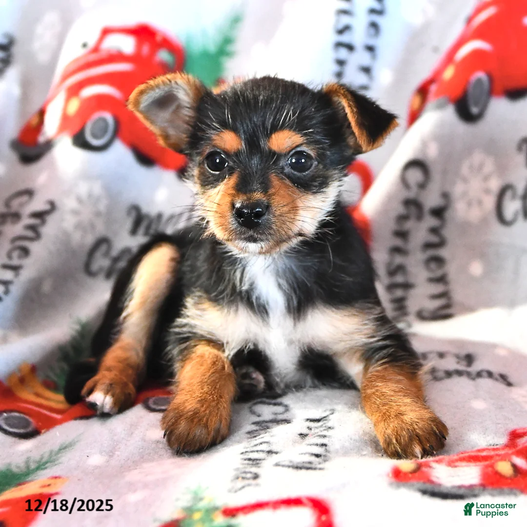 Morkie dogs for sale: Matthew - Ad 3