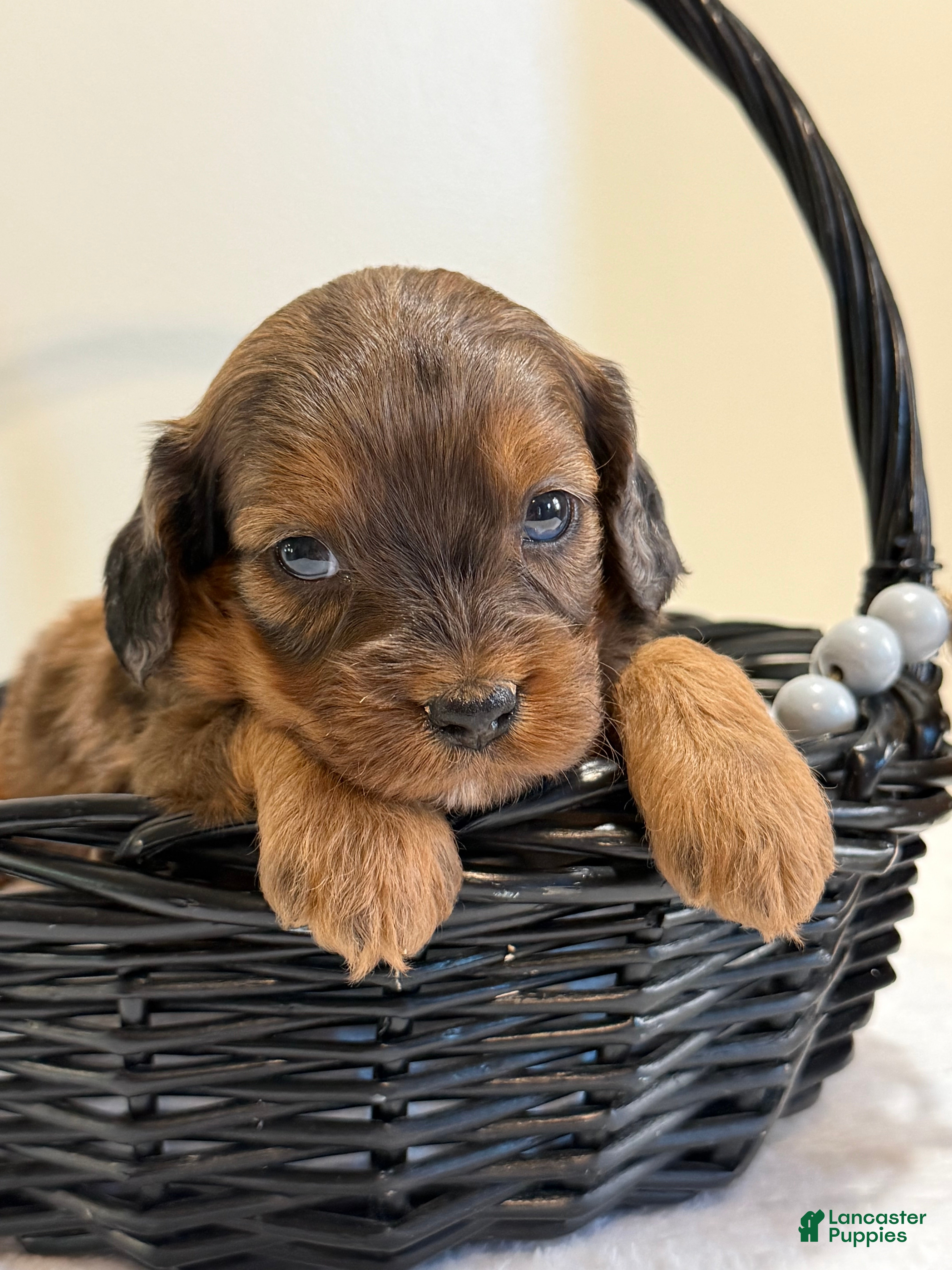 Cavapoo dogs Pizza Cavapoo  - Ad 2
