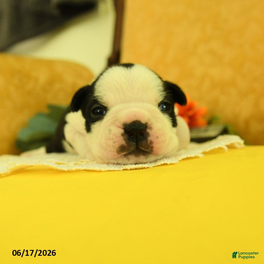 Boston Terrier dogs Vera - Ad 1