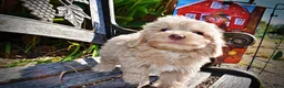 Havapoo dogs for sale: Ozzie - Ad 4