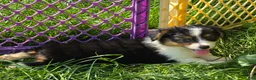 Welsh Corgi Pembroke dogs for sale: Muffin the fluffy - Ad 3