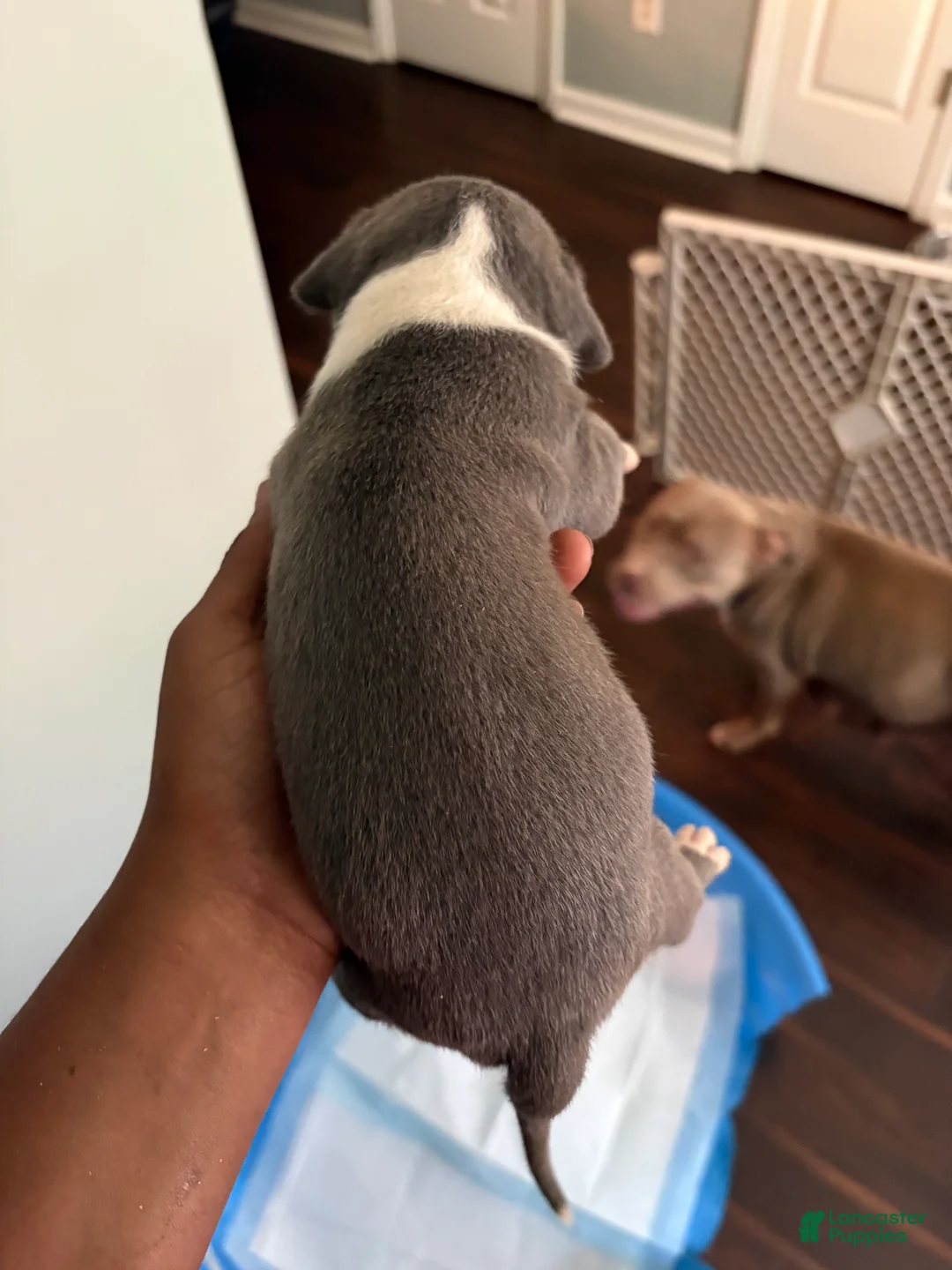 Mixed Breed dogs for sale: Pup 3 - Ad 2