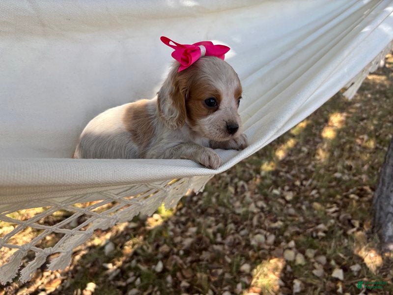 Cavapoo dogs Sandy - Ad 14