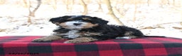 Mini Bernedoodle dogs for sale: Holly - Ad 3
