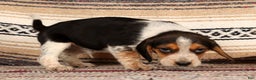 Beagle dogs for sale: Drew - Ad 5