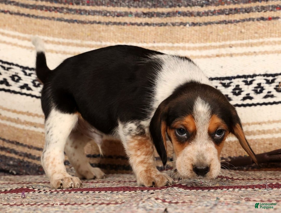 Beagle dogs for sale: Drew - Ad 5