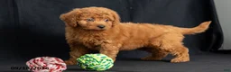 Mini Goldendoodle dogs for sale: Denise - Ad 7