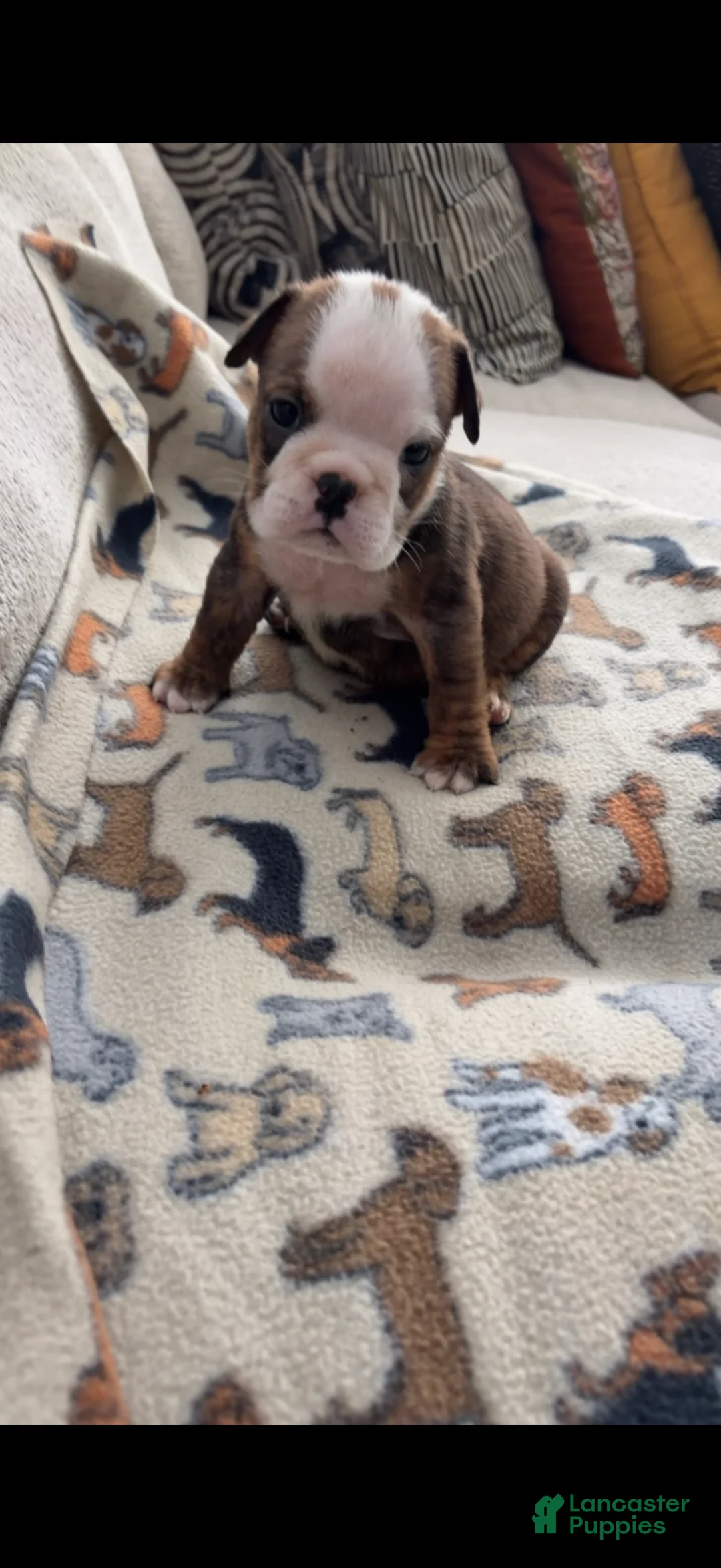 English Bulldog dogs for sale: Peanut Butter - Ad 2