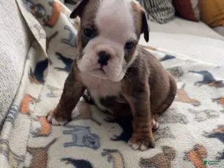 English Bulldog dogs Peanut Butter - Ad 8