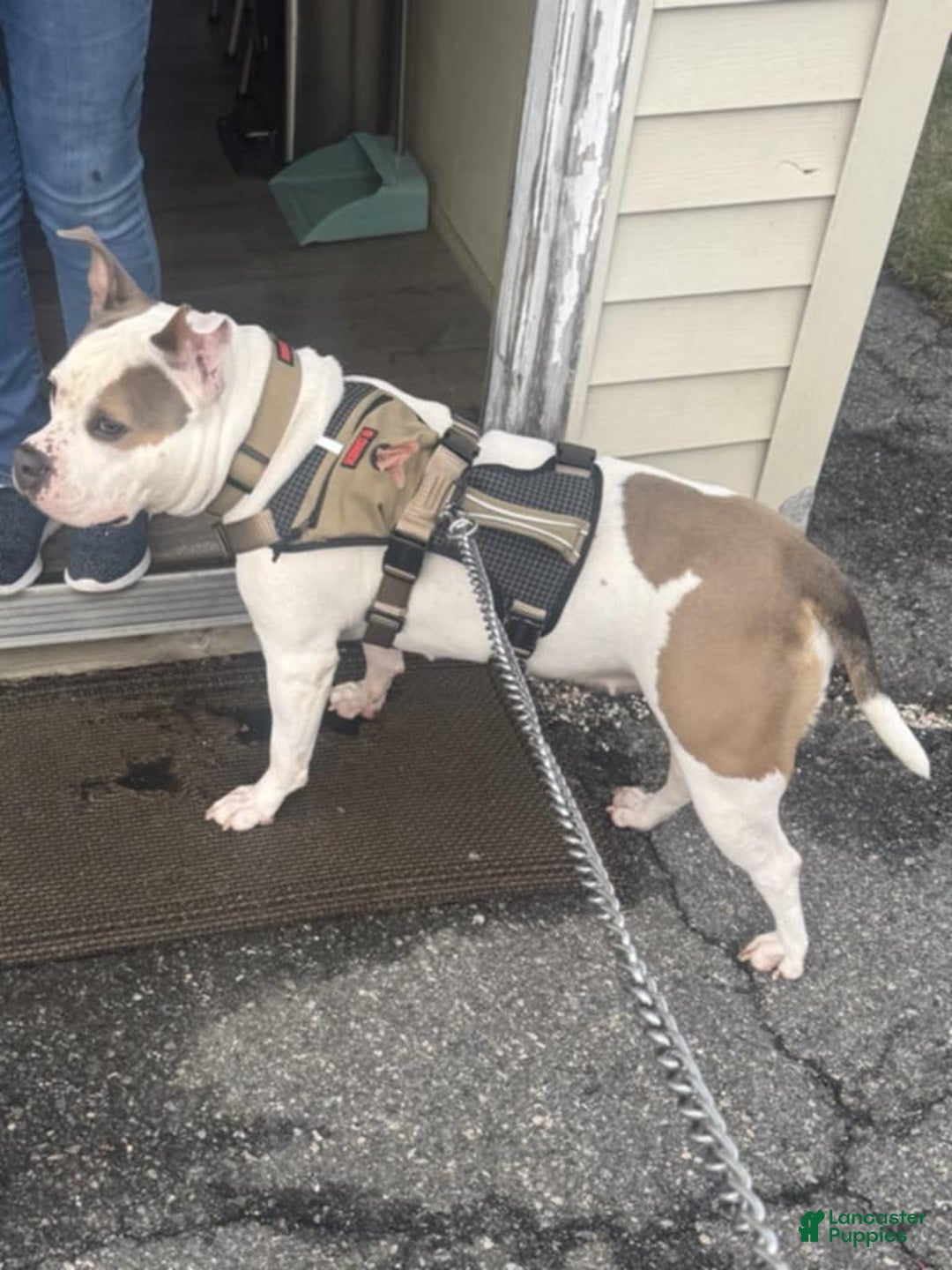 American Bully dogs for sale: American Bully Puppy 3 (Rex) - Ad 9