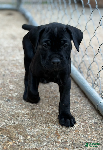 Cane Corso dogs for sale: Cane Corso (Pink) - Ad 1