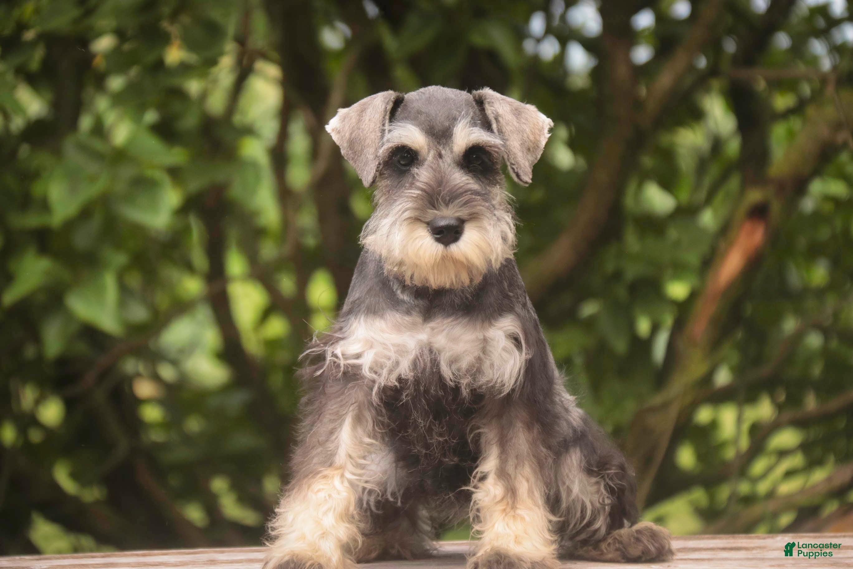 Miniature Schnauzer dogs Nellie Belle - Ad 1