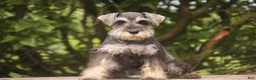 Miniature Schnauzer dogs for sale: Nellie Belle - Ad 1
