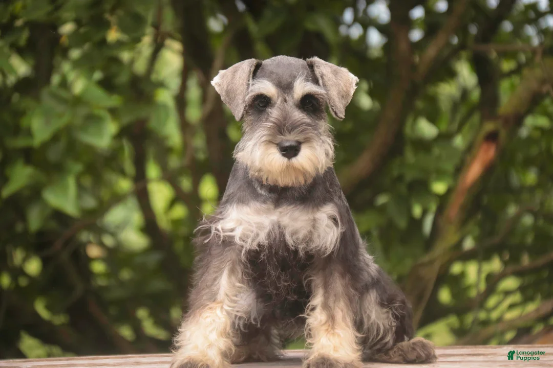 Miniature Schnauzer dogs for sale: Nellie Belle - Ad 1