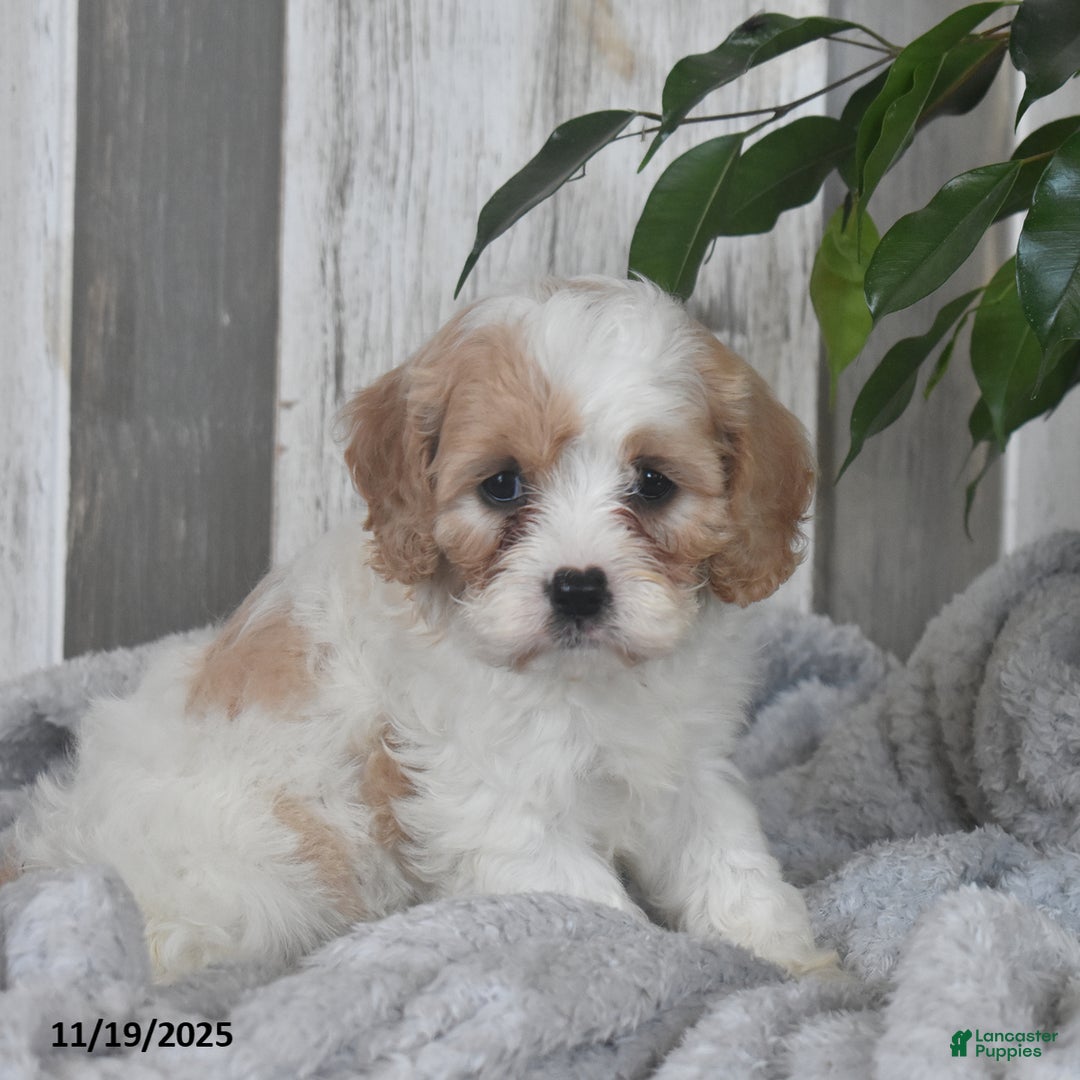 Cavapoo dogs for sale: Jenny - Ad 2