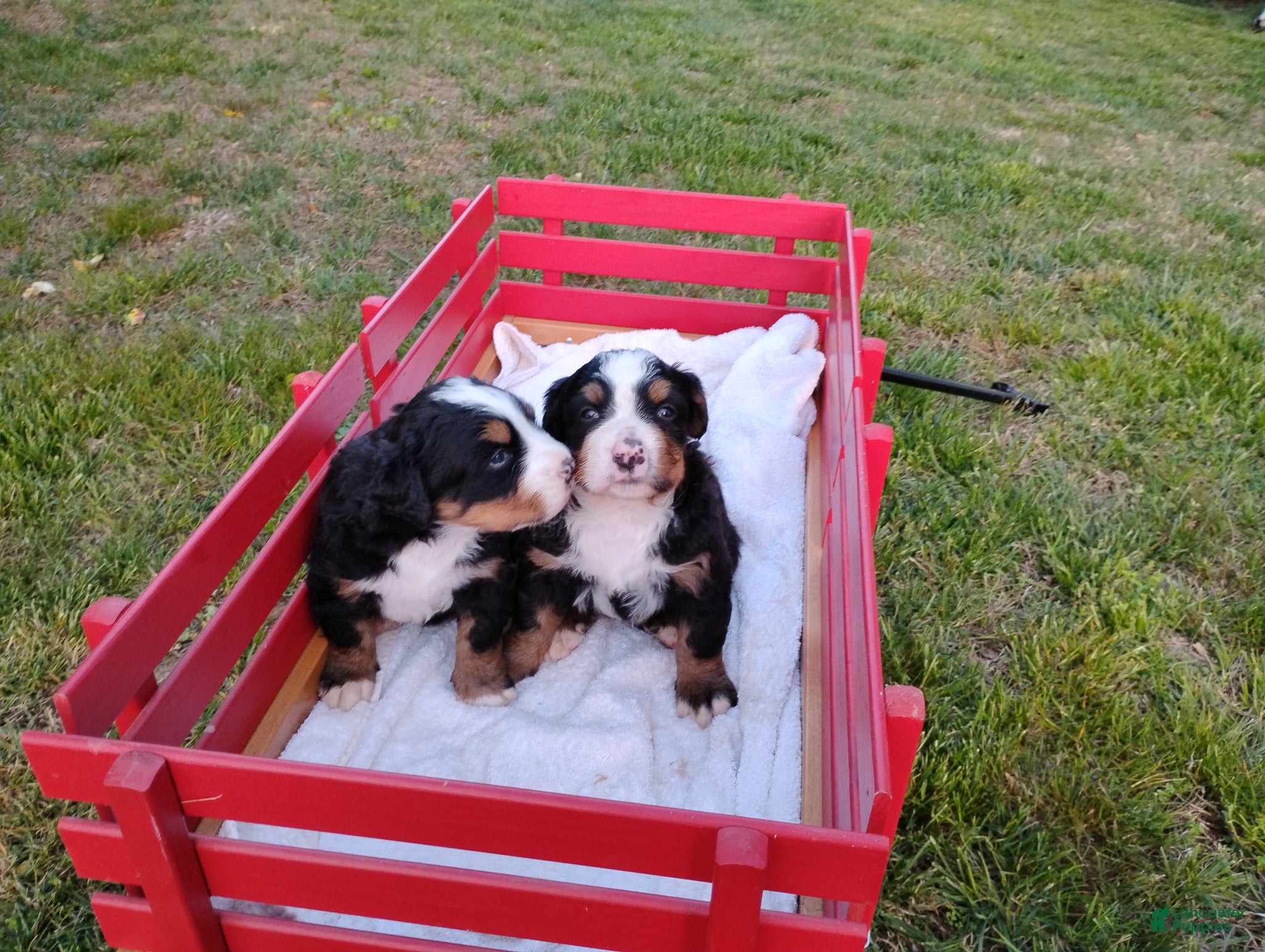 Bernese Mountain Dog dogs Clyde - Ad 13