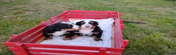 Bernese Mountain Dog dogs for sale: Clyde - Ad 1