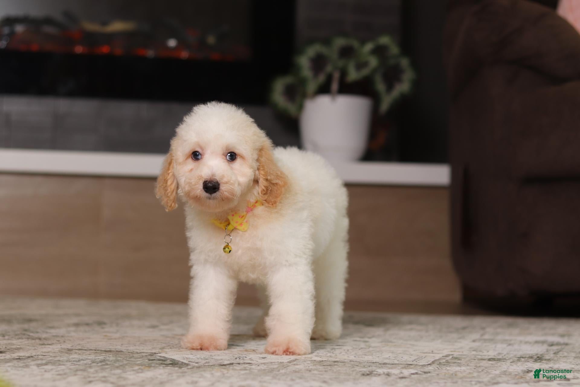 Miniature Poodle dogs Monty (AKC) - Ad 2