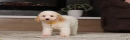 Miniature Poodle dogs for sale: Monty (AKC) - Ad 2
