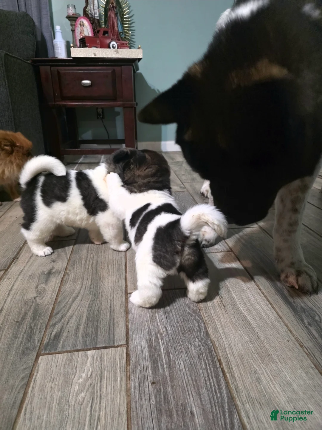 Akita dogs for sale: Franky - Ad 3