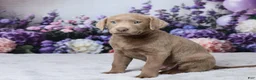 Labrador Retriever dogs for sale: Wilson - Ad 5
