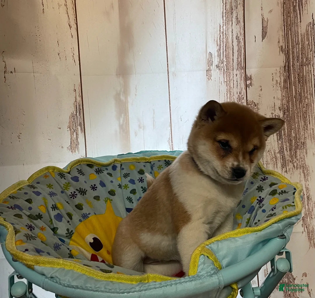 Shiba Inu dogs for sale: Butterfly - Ad 2