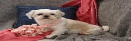 Mixed Breed dogs for sale: Wynn - Ad 5
