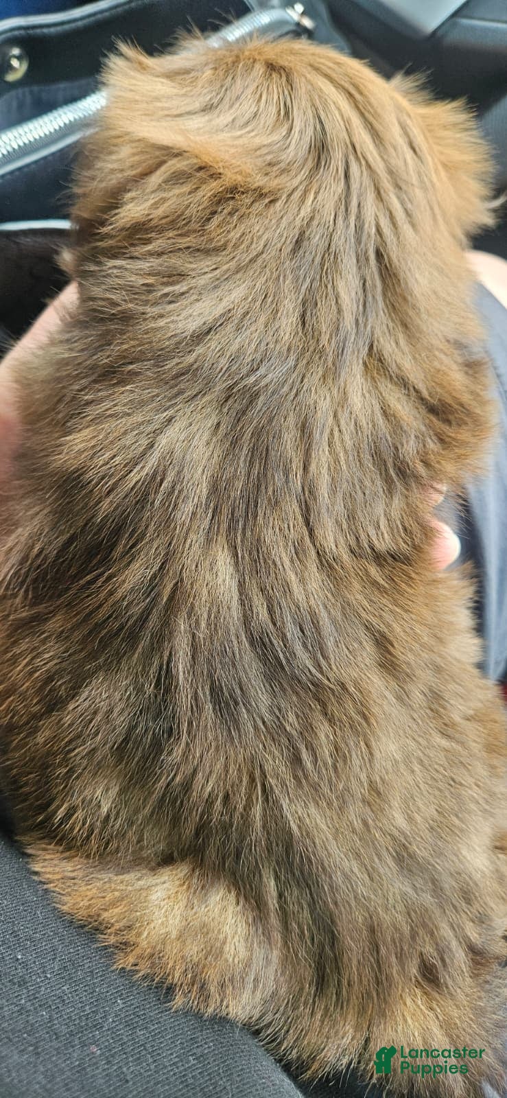 Shih Tzu dogs Valentino - AKC - - Ad 2