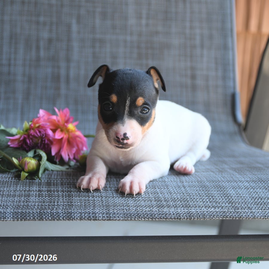 Toy Fox Terrier dogs Garth - Ad 2