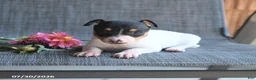 Toy Fox Terrier dogs for sale: Garth - Ad 2