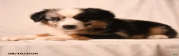 Miniature Australian Shepherd dogs for sale: Pickles - Ad 3
