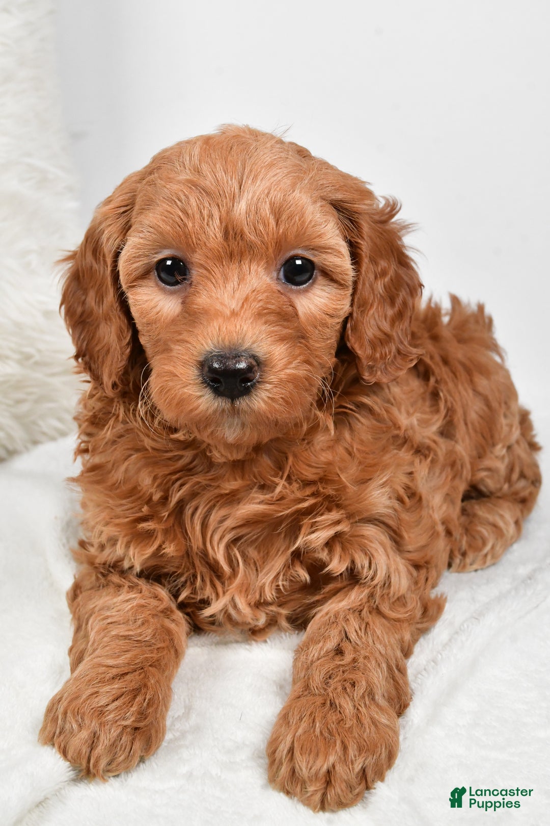 Mini Goldendoodle dogs for sale: Molly - Ad 6