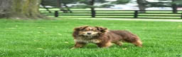 Mini Aussiedoodle dogs for sale: Travis - Ad 6