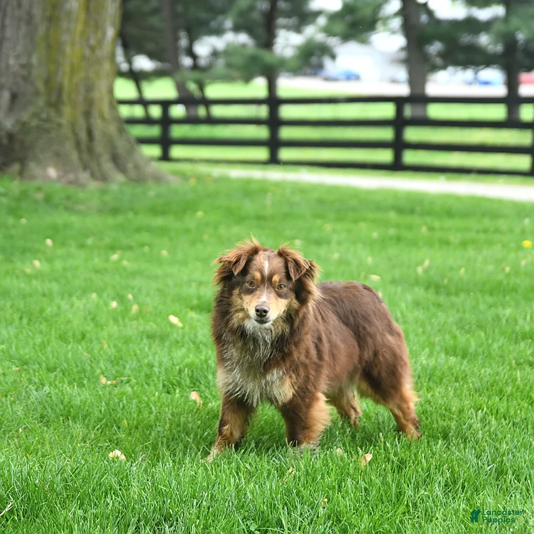 Mini Aussiedoodle dogs for sale: Travis - Ad 6