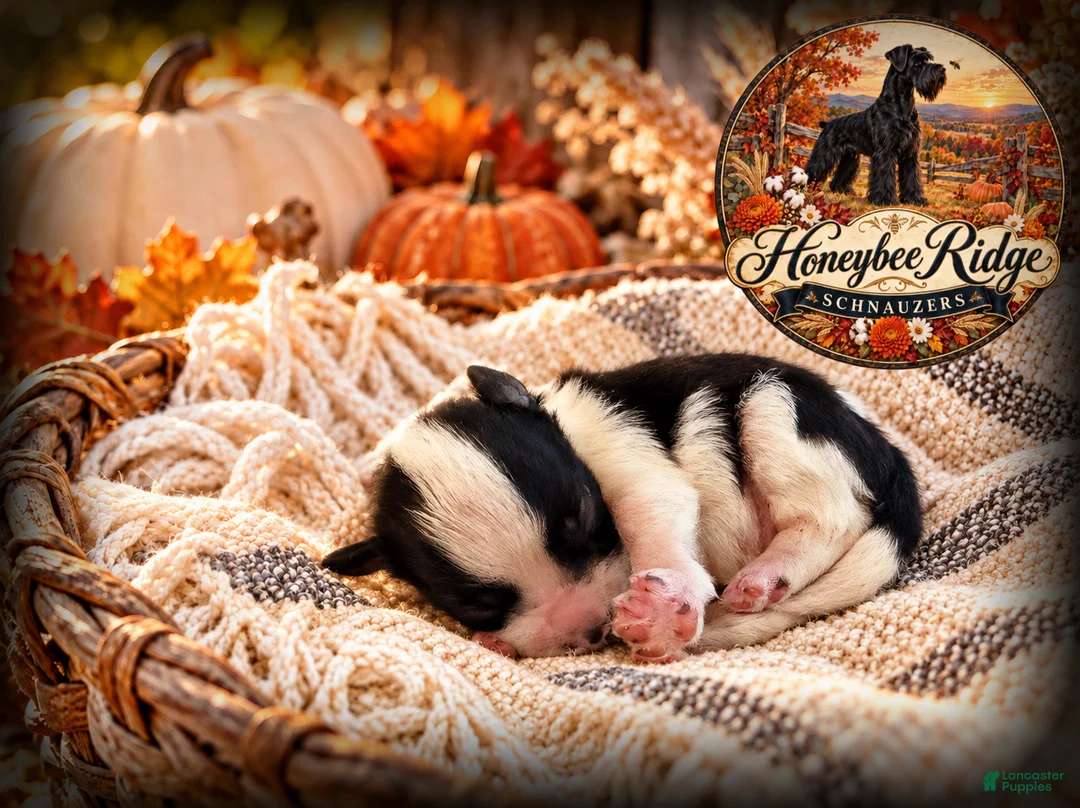 Miniature Schnauzer dogs for sale: Akc Black and White Parti - Ad 1