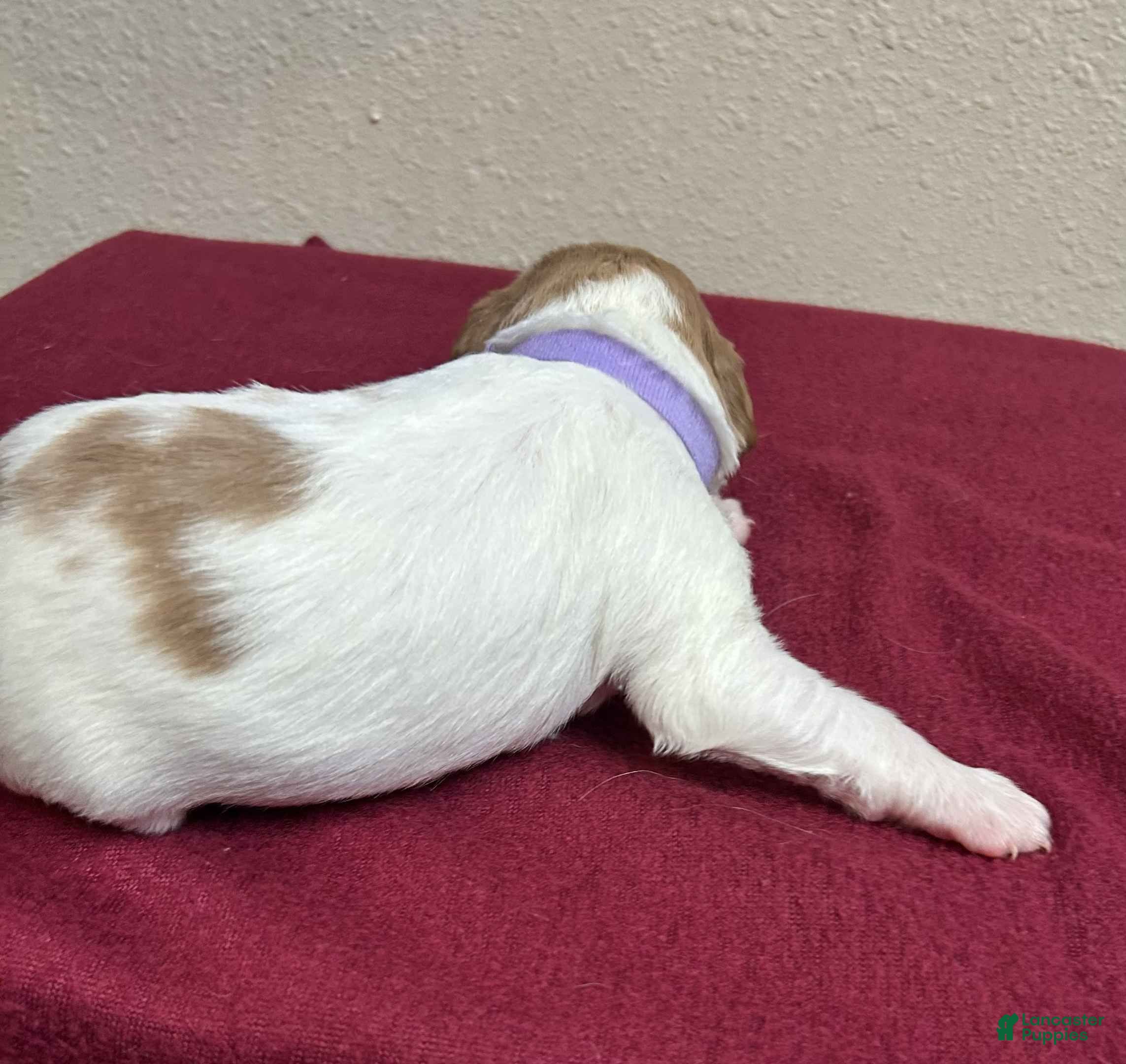 Brittany Spaniel dogs Purple Collar Female - Ad 2