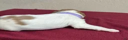 Brittany Spaniel dogs for sale: Purple Collar Female - Ad 2