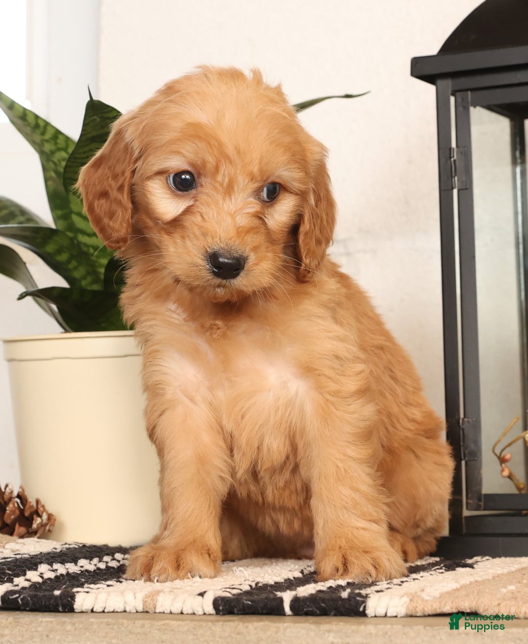 Mini Goldendoodle dogs for sale: Missy - Ad 2