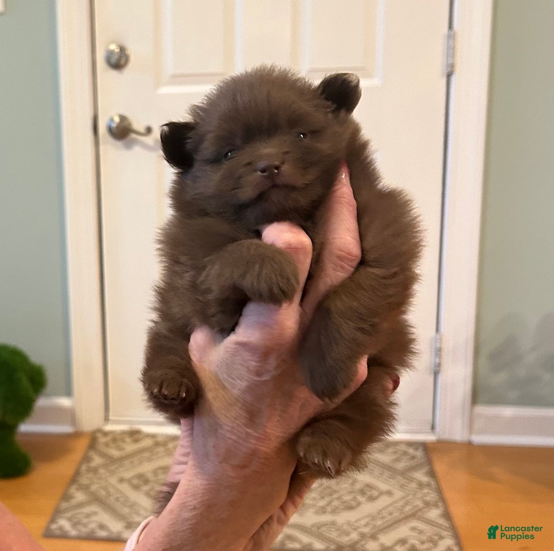 Pomeranian dogs for sale: Pomeranian Puppy 1 - Ad 3