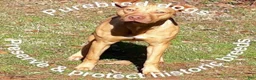 American Pit Bull Terrier dogs for sale: American Pit Bull Terrier 1 - Ad 2